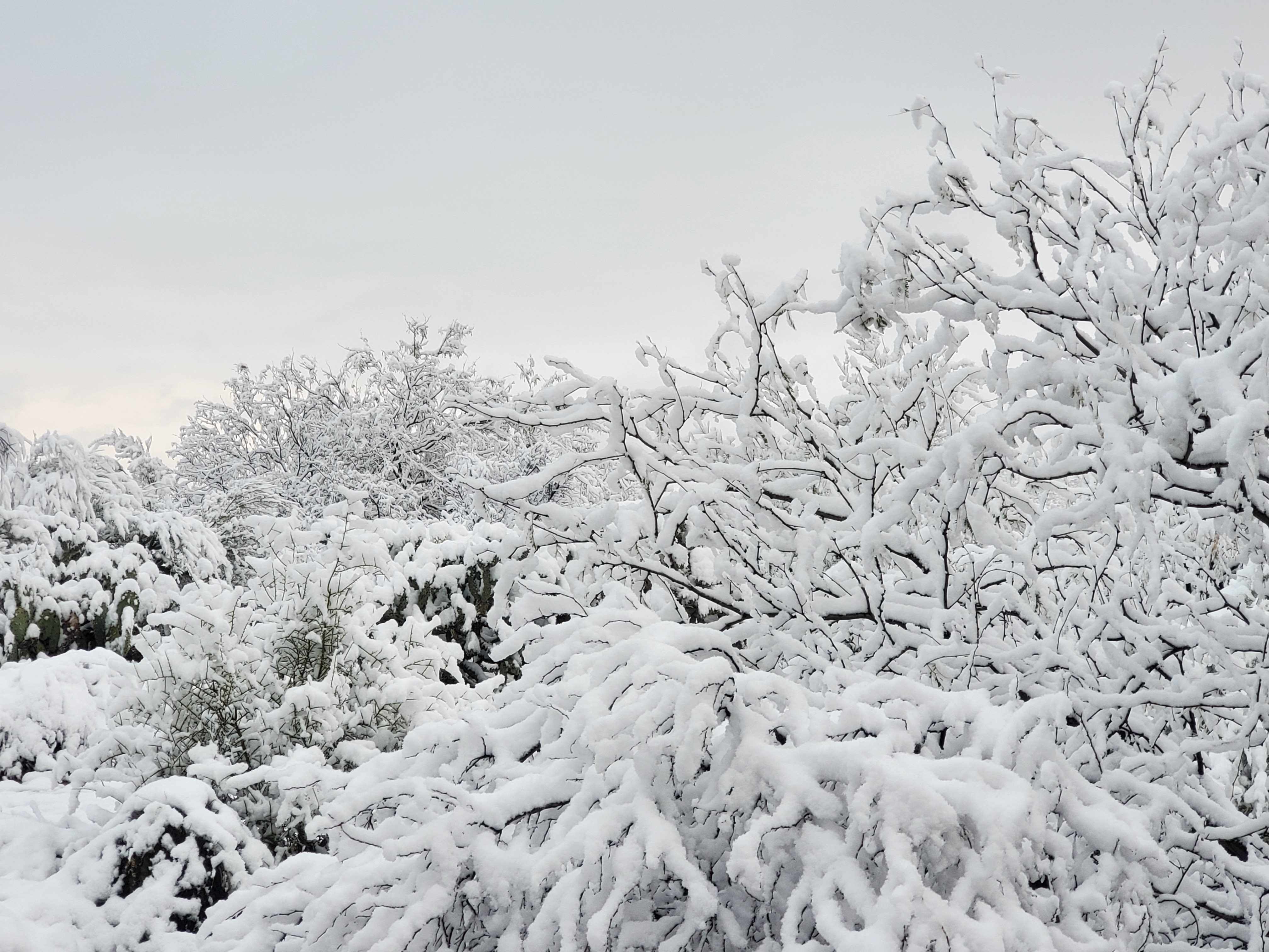 snow covered Tucson greenbelt